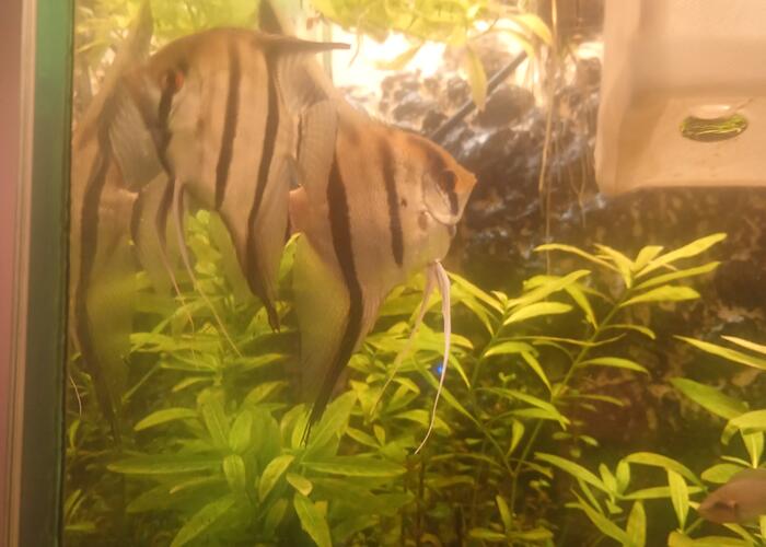 Grajewo ogłoszenia: Zamienię skalary na mniejsze rybki